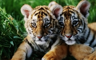 Два тигренка