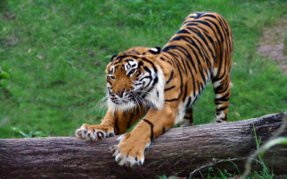 Тигр точит когти