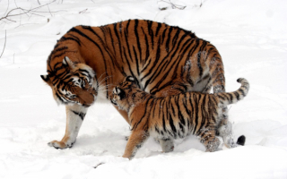 Тигрица с тигренком на снегу