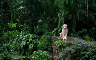 Бенгальский тигр в джунглях