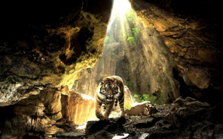 Тигр в пещере