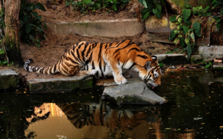 Тигр на водопое
