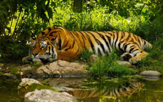 Тигр отдыхает в тени