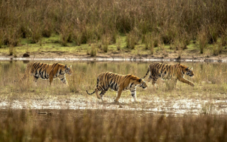Тигры вышли на охоту