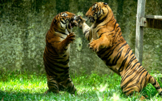 Тигры дерутся