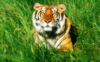 Тигр в зеленой траве