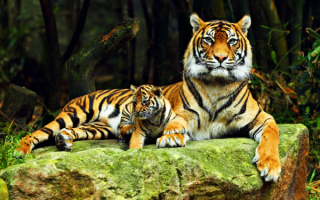 Тигрица с маленьким тигренком
