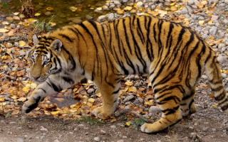 Большая хищная кошка тигр