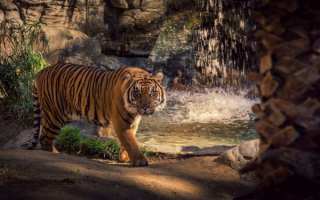 Тигр у горного водопада