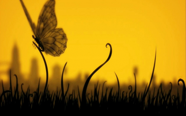 Зd бабочка на траве