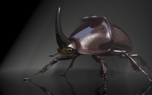 Жук носорог
