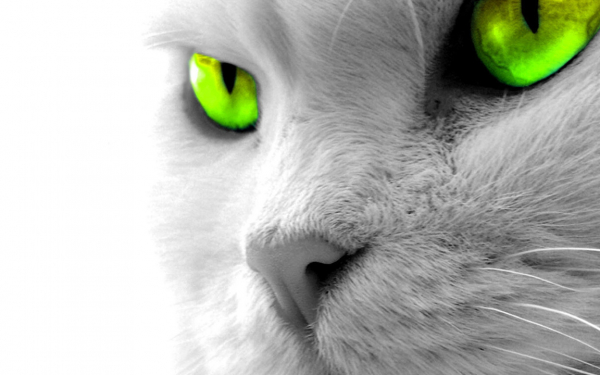 Глаза кошки