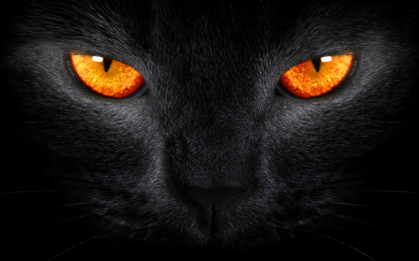 Янтарные глаза черной кошки