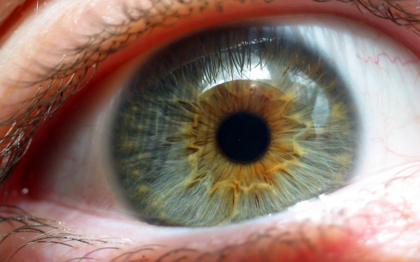 Макро глаз