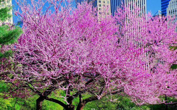 Весна в городе