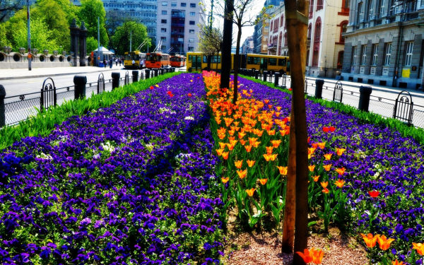 Городские цветы