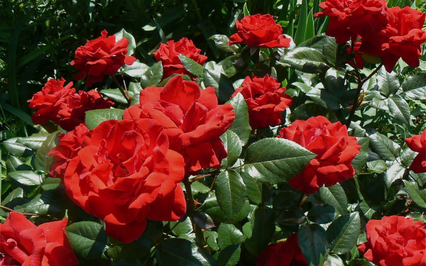 Куст красных роз