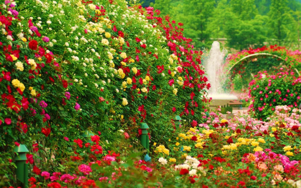 Разноцветье роз