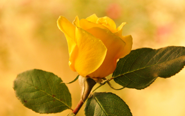 Роза желтая