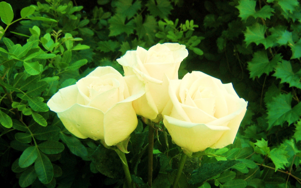 Три белых розы