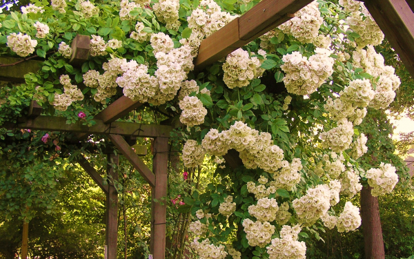 Вьющиеся розы в парке