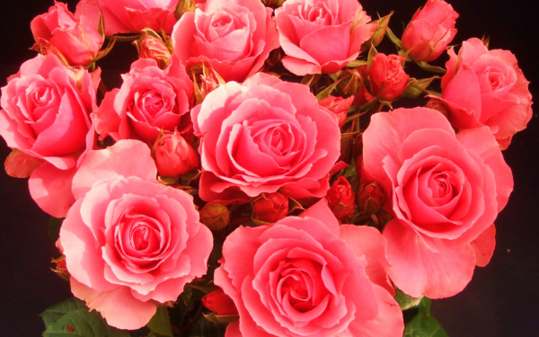 Красивые розы