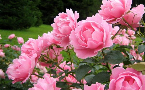 Розы в саду