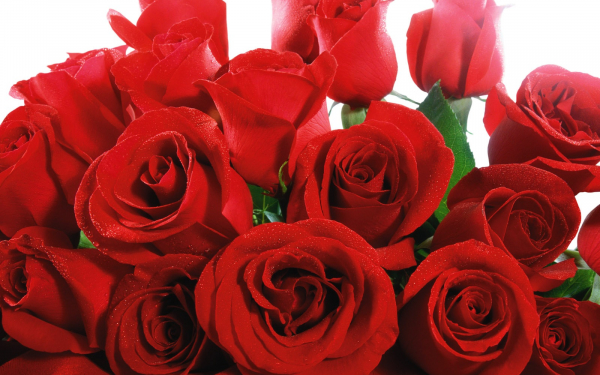 Красные розы