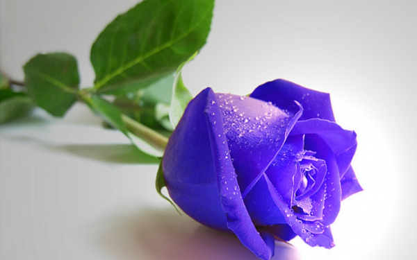 Синяя роза