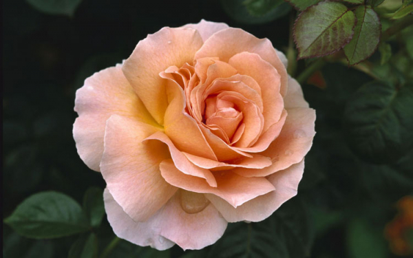 Одинокая роза