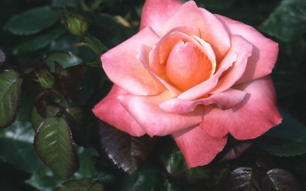 Роза на Солнце