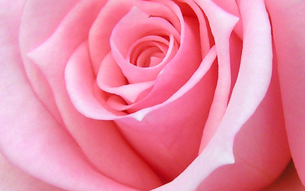 Розовый бутон