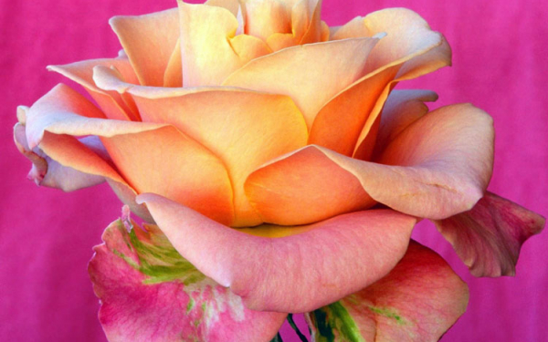 Чайная роза