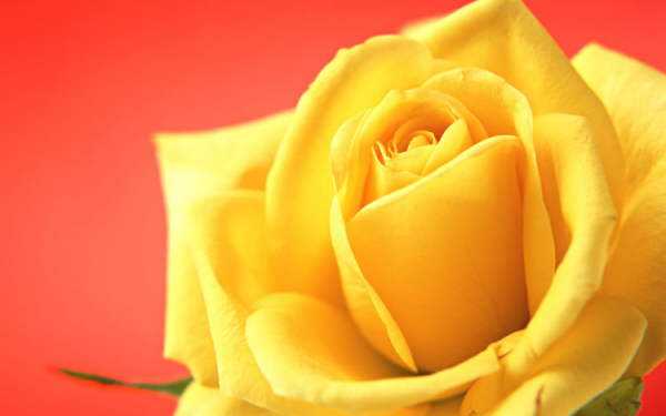 Желтая роза