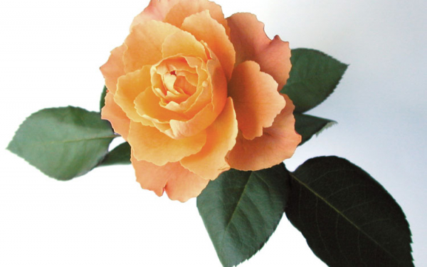 Цветок чайной розы