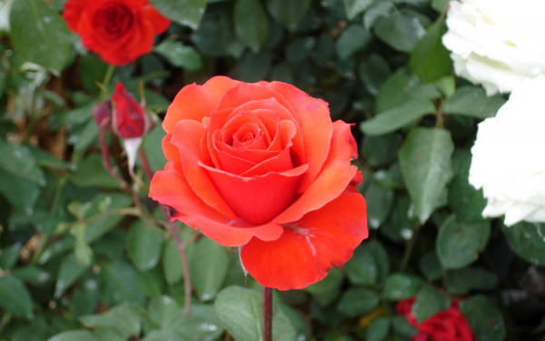 Розы в саду