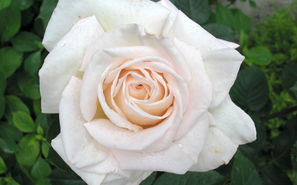 Кремовая роза