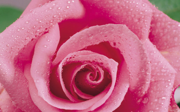 Роза в росе