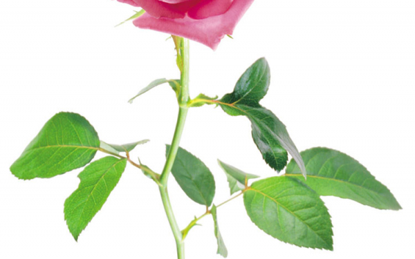 Роза с шипами