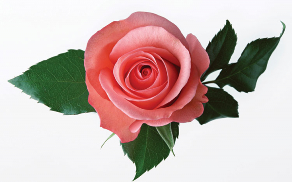 Розовая роза