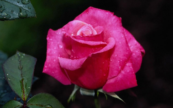 Утренняя роза