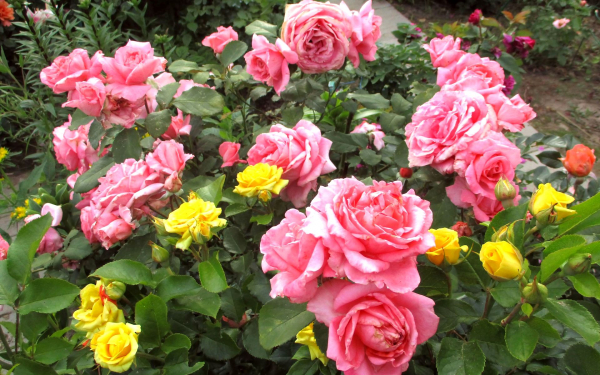 Клумба с розами