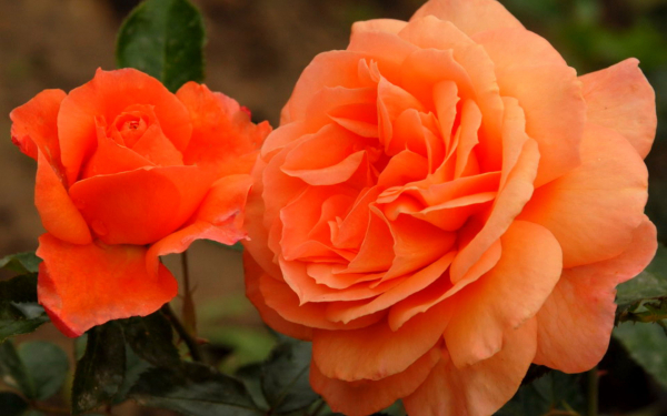 Красивые розы