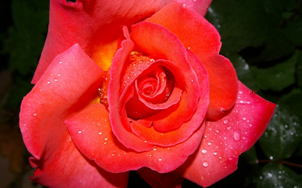 Красная роза