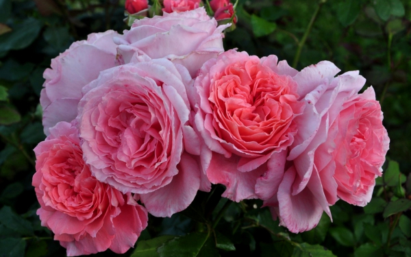 Роза Анститю Люмьер