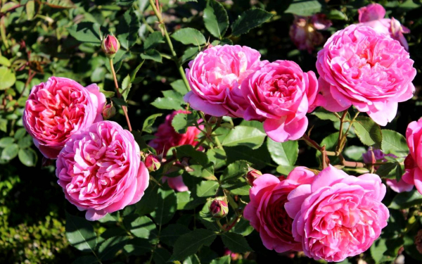 Роза Боскобель