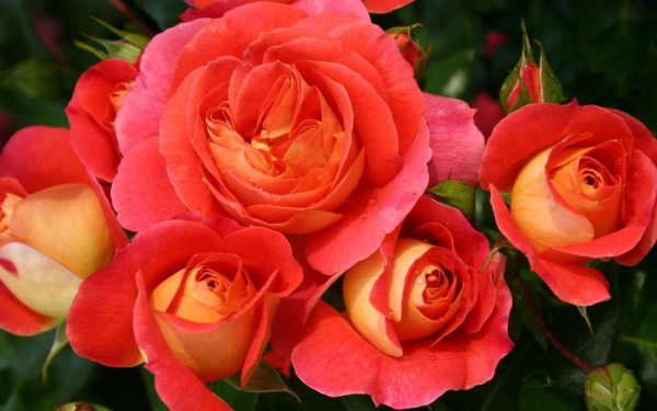 Роза Братья Гримм