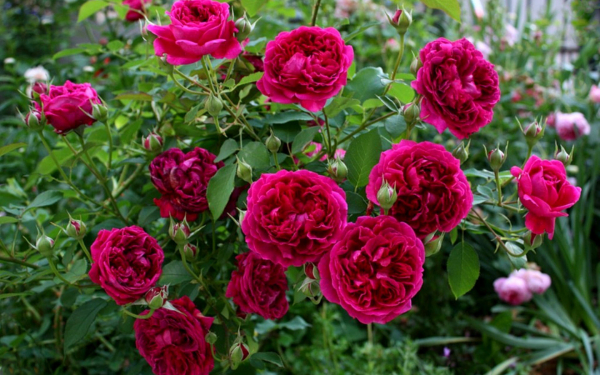 Роза Вильям Шекспир