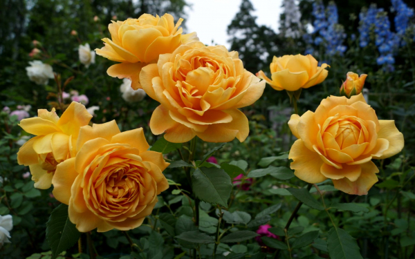 Роза Голден Селебрейшн