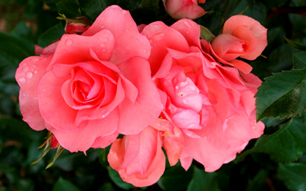 Роза Жардин де Франц